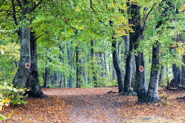 Beautiful Colorful Autumn Forest Landscape — Stock Photo, Image