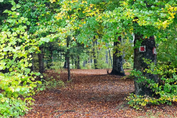 Bela Paisagem Floresta Outono Colorido — Fotografia de Stock