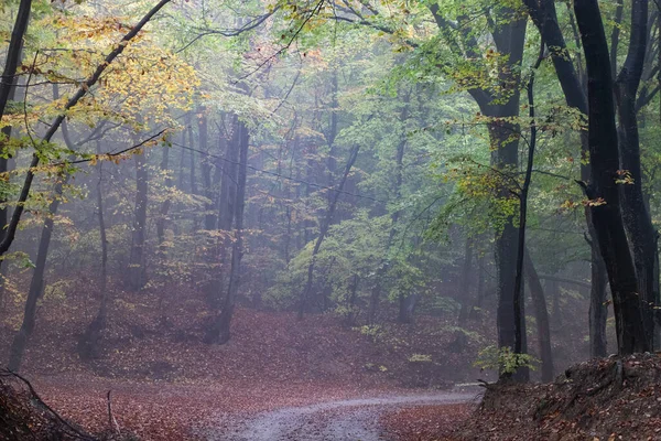 Güzel Renkli Sonbahar Ormanı Manzarası — Stok fotoğraf