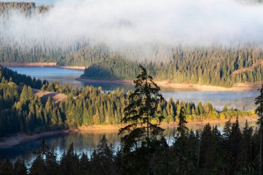 Köknar ağaçlarıyla çevrili dağ gölü manzarası