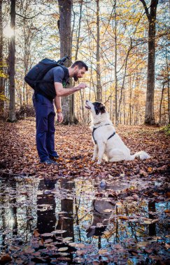 İnsan ve çoban köpeği sonbahar ormanında