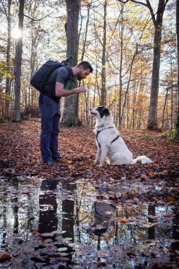 İnsan ve çoban köpeği sonbahar ormanında
