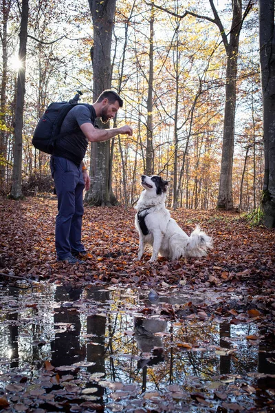 Nsan Çoban Köpeği Sonbahar Ormanında — Stok fotoğraf
