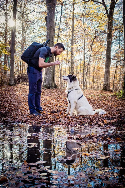 Człowiek Jego Pies Pasterski Jesiennym Lesie — Zdjęcie stockowe