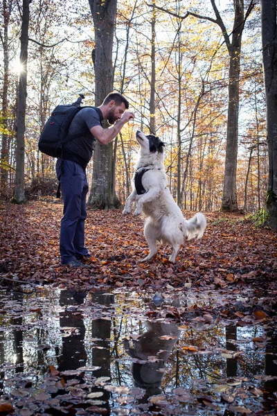 Man His Shepherd Dog Autumn Forest — Stock Photo, Image