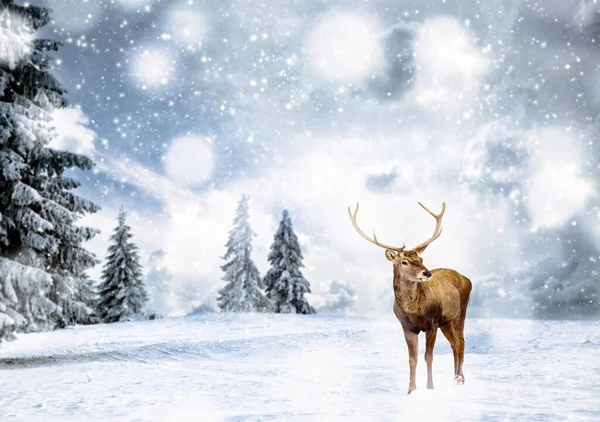 Μαγική Χριστουγεννιάτικη Κάρτα Ευγενή Αρσενικό Ελάφι Παραμυθένιο Τοπίο Χειμώνα — Φωτογραφία Αρχείου