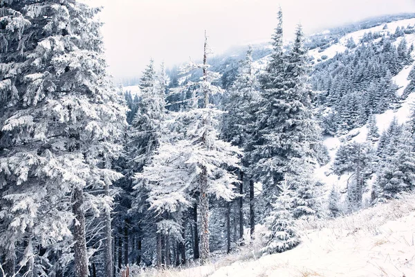 积雪覆盖的松树令人惊奇的冬季背景 — 图库照片