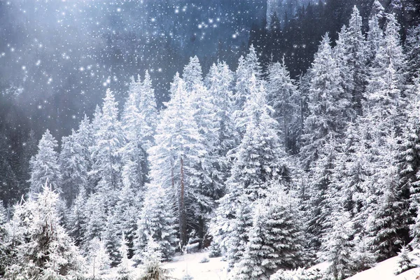 Śnieg Pokryte Sosny Niesamowite Zimowe Tło — Zdjęcie stockowe