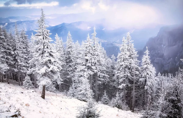 Snow Covered Pine Trees Amazing Winter Background — Stock Photo, Image