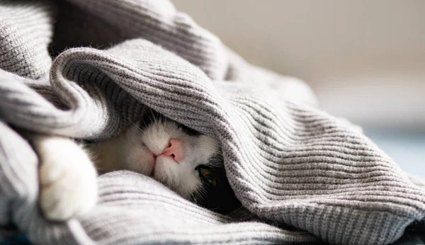 Милая Маленькая Кошка Мирно Спит Hygge Концепция — стоковое фото