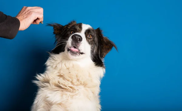 Bucovina Herde Hund Porträtt Blå — Stockfoto