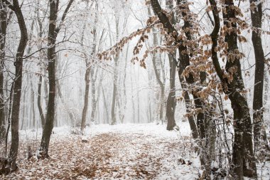 Kışın buzla kaplı ağaçlar