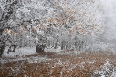 Kışın buzla kaplı ağaçlar