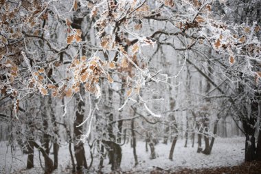 Kışın buzla kaplı ağaçlar