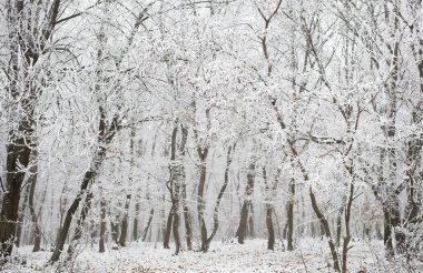 Kışın buzla kaplı ağaçlar