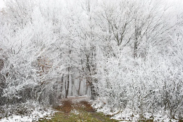 Frost Covered Trees Winter — Stock Photo, Image