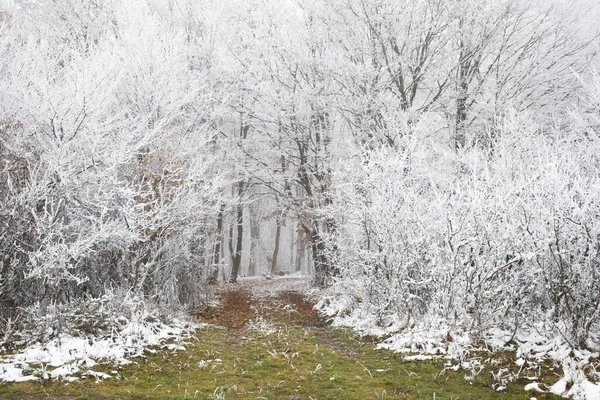 Παγωμένα Δέντρα Χειμώνα — Φωτογραφία Αρχείου