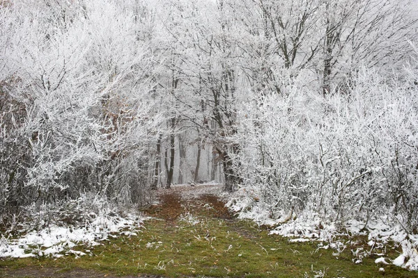 Frost Covered Trees Winter — Stock Photo, Image