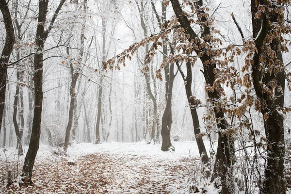 Frost Covered Trees Winter — Stock Photo, Image