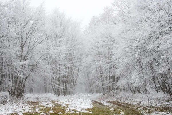 Kışın Buzla Kaplı Ağaçlar — Stok fotoğraf