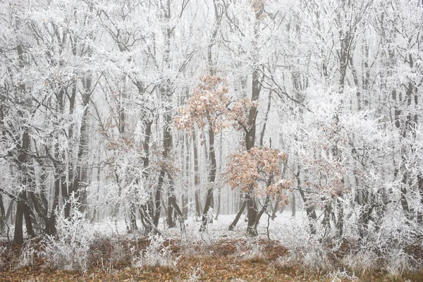 Frost Árvores Cobertas Inverno — Fotografia de Stock