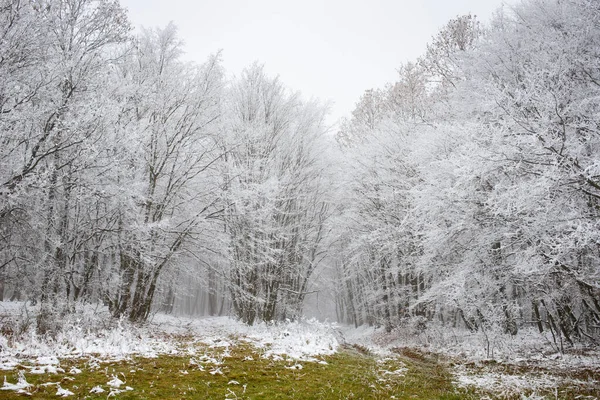 Frost Árvores Cobertas Inverno — Fotografia de Stock