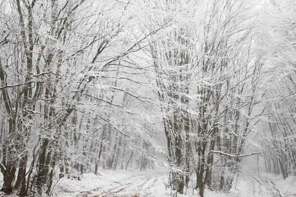 Frost Covered Trees Winter — Stock Photo, Image