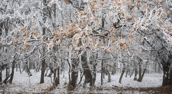 Frost Árvores Cobertas Inverno — Fotografia de Stock