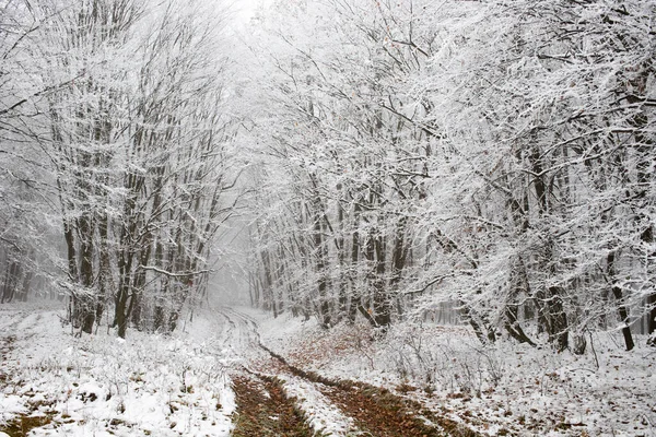 Frost Covered Trees Winter — Stock Photo, Image