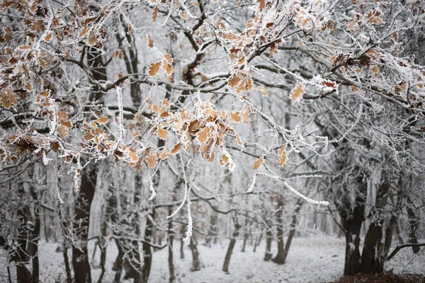 Παγωμένα Δέντρα Χειμώνα — Φωτογραφία Αρχείου