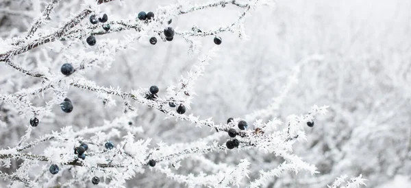 겨울에 나무를 — 스톡 사진