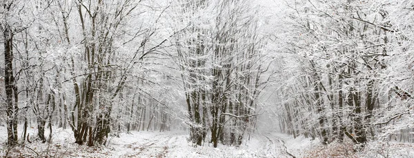 Frost Covered Trees Winter — Stock Photo, Image