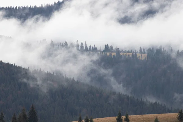 Драматический Лес Тумане — стоковое фото