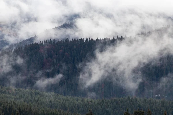 Natureza Dramática Fundo Floresta Nevoeiro — Fotografia de Stock