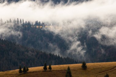 Dramatik doğa ormanı sisli