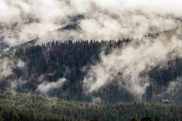 Drammatica Natura Foresta Sfondo Nella Nebbia — Foto Stock