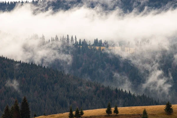 雾气弥漫的大自然背景森林 — 图库照片