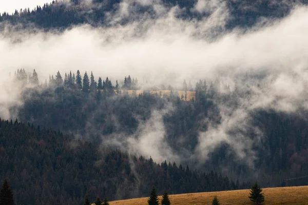 Dramatic Nature Background Forest Fog — Stock Photo, Image