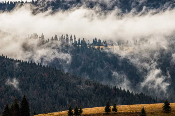 Dramática Naturaleza Fondo Bosque Niebla — Foto de Stock