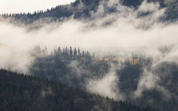 Dramatic Nature Background Forest Fog — Stock Photo, Image