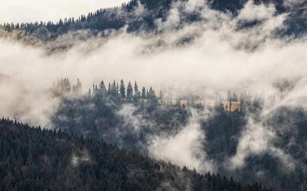 Dramatic Nature Background Forest Fog — Stock Photo, Image