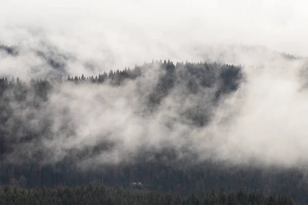 Drammatica Natura Foresta Sfondo Nella Nebbia — Foto Stock