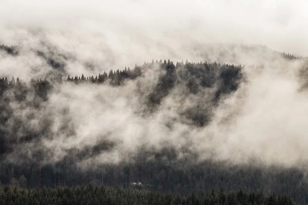 Dramatic Nature Background Forest Fog — Stock Photo, Image