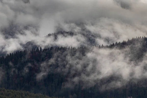 Drammatica Natura Foresta Sfondo Nella Nebbia — Foto Stock