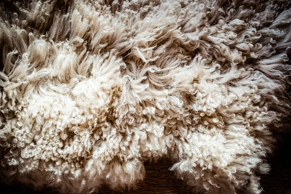 羊皮のラグのテクスチャの巨大コンセプト — ストック写真