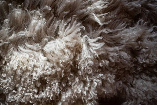 Koyun Derisi Halı Dokusu Higge Kavramı — Stok fotoğraf
