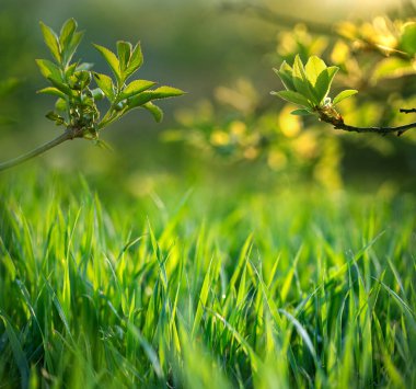 Taze yeşil yapraklar bahar arkaplan afişi yeni yaşam ve doğa konsepti