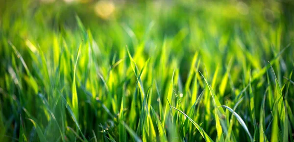 Fris Groen Gras Lente Achtergrond Banner Nieuw Leven Natuur Concept — Stockfoto