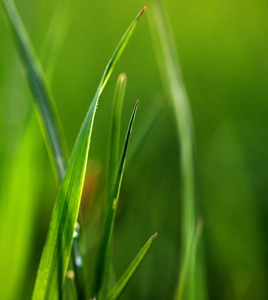 Świeże Zielone Trawa Wiosna Tło Sztandar Nowe Życie Natura Koncepcja — Zdjęcie stockowe