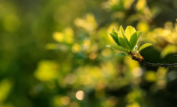 新緑の葉春の背景バナー新しい生命と自然概念 — ストック写真